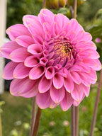 Florelie Oracle