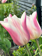 Sanne