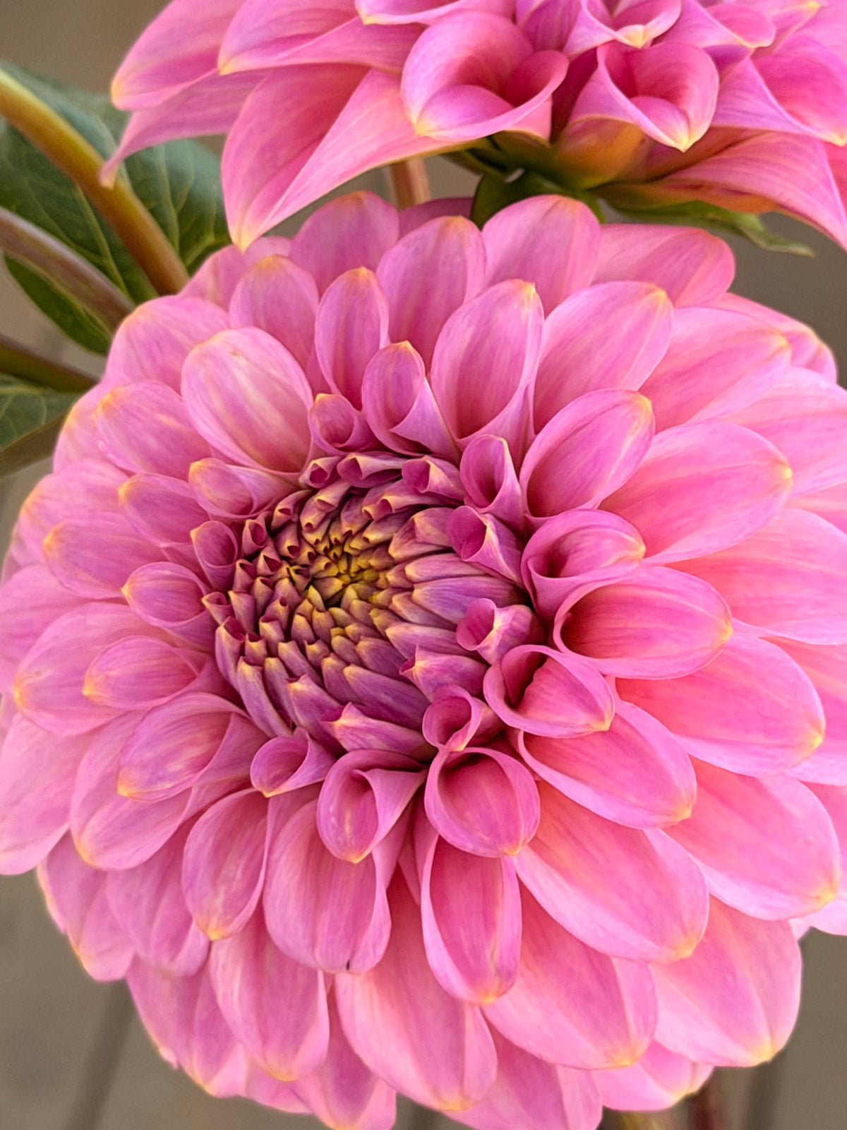 Florelie Oracle