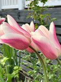 Sanne