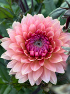 Sweet Sanne