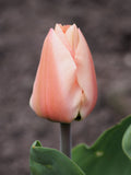 Apricot Beauty