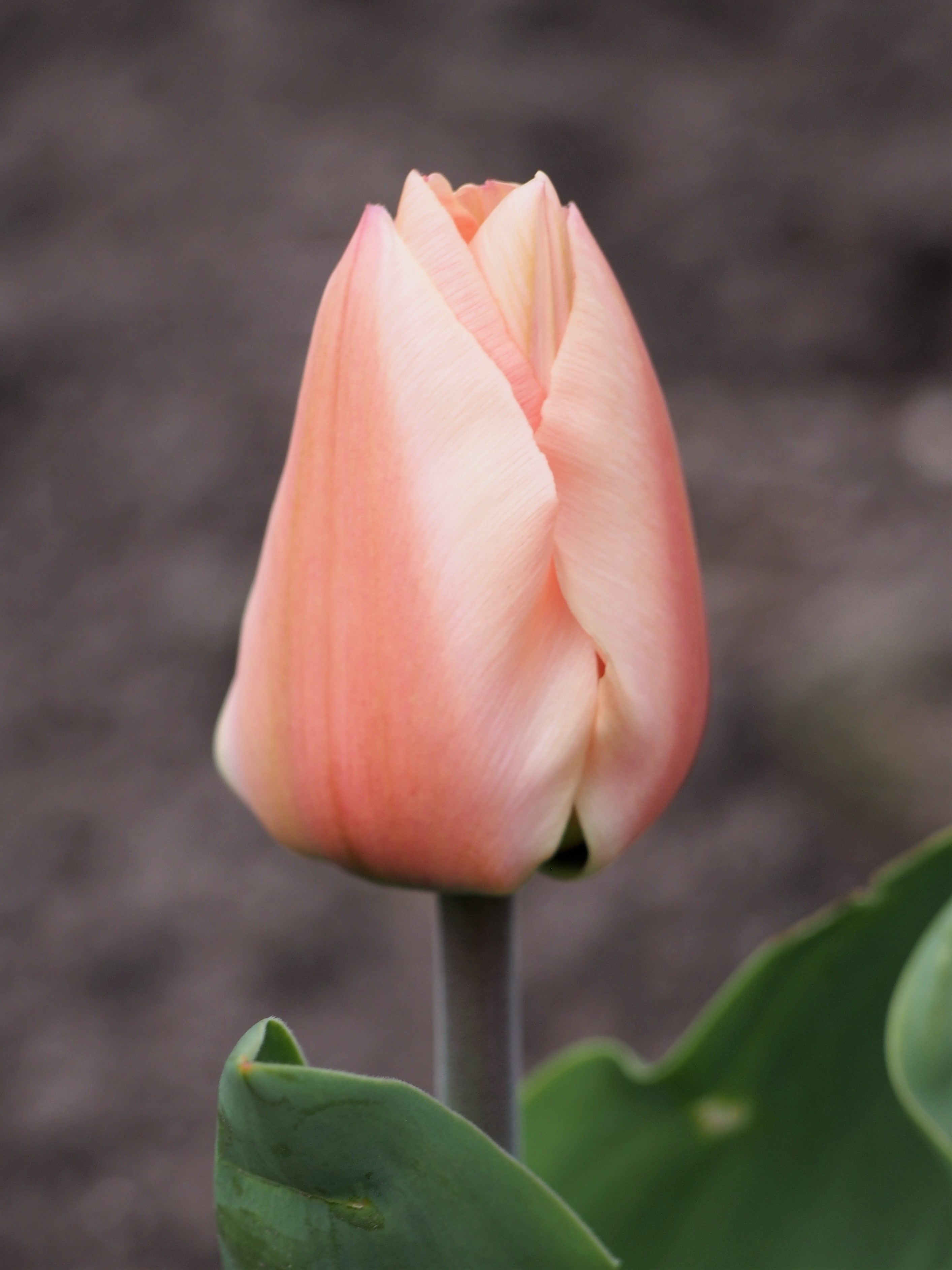 Apricot Beauty
