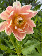 Swemany Waterrose