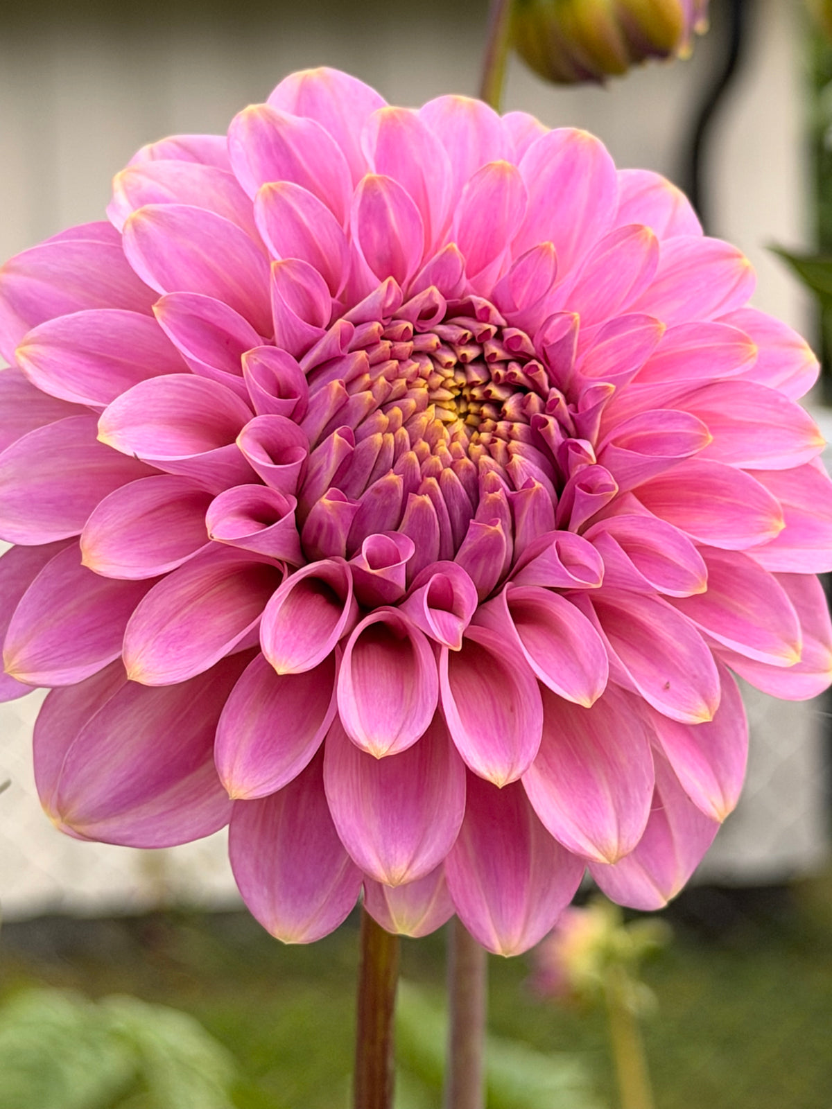 Florelie Oracle