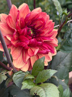 Glossy Maracena