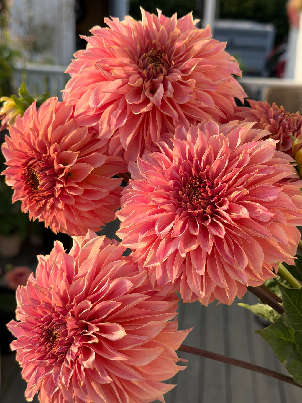 KA’s ® Coral Sea