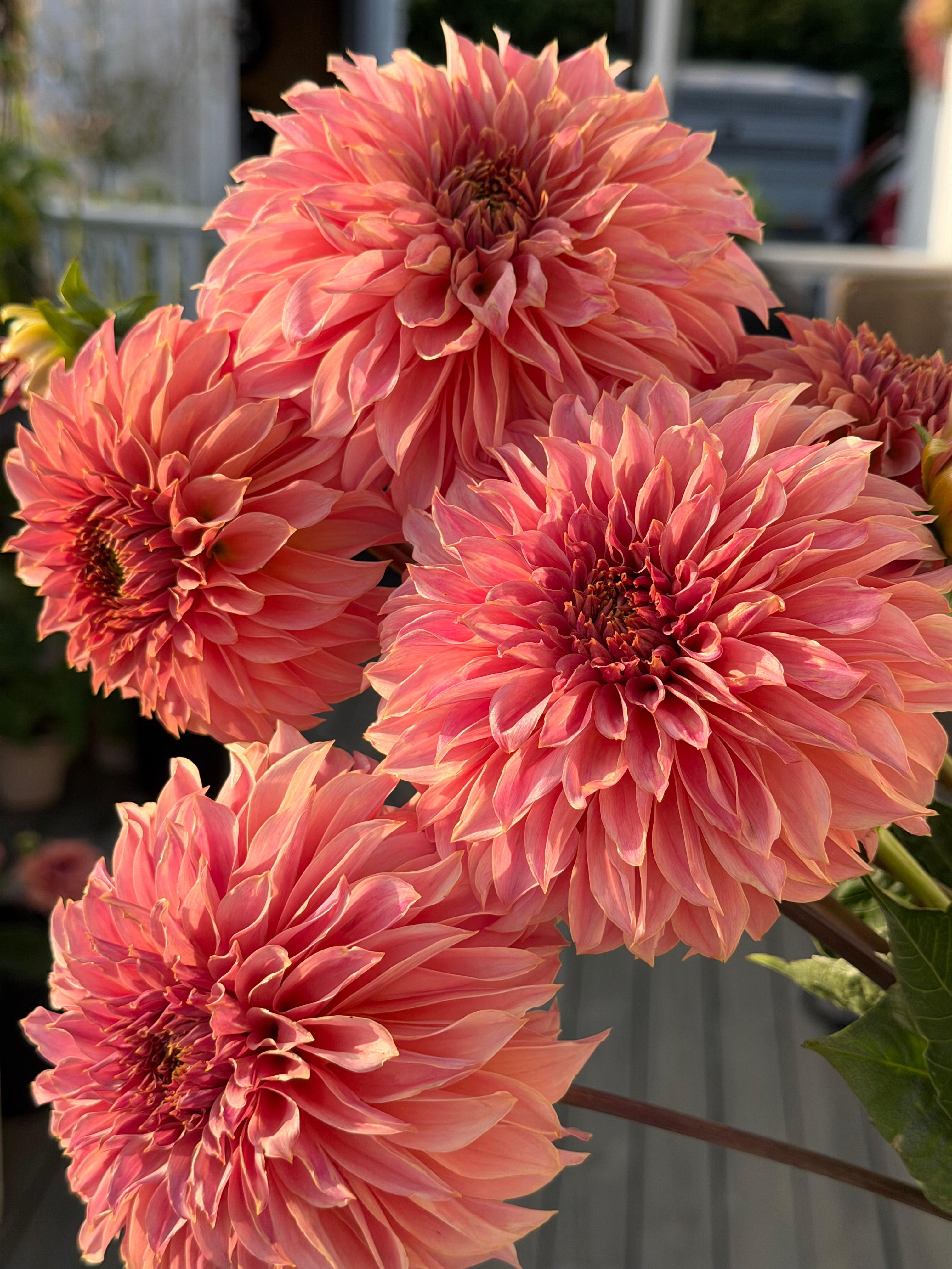 KA’s ® Coral Sea