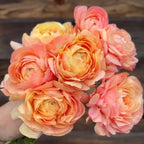 Cloni Succes Grand Pastel ®