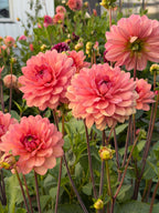 Chateu De La Bourdaisiere