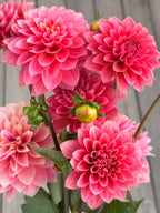 KA’s ® Boho Peach