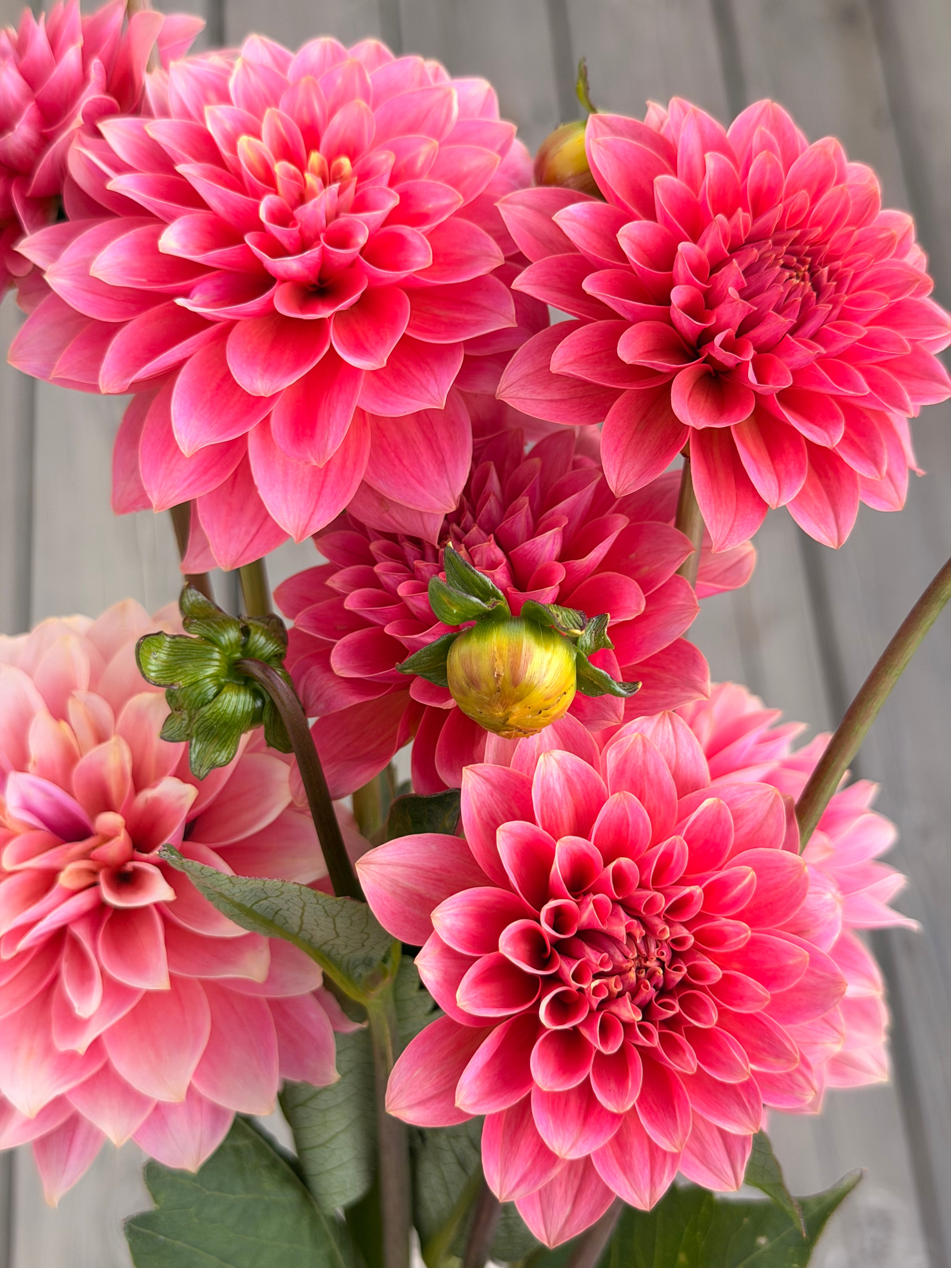 KA’s ® Boho Peach