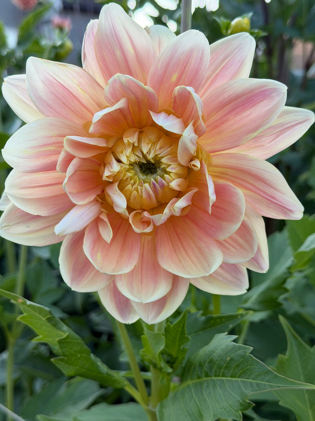 Swemany Waterrose