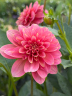 KA’s ® Boho Peach