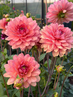 Chateu De La Bourdaisiere