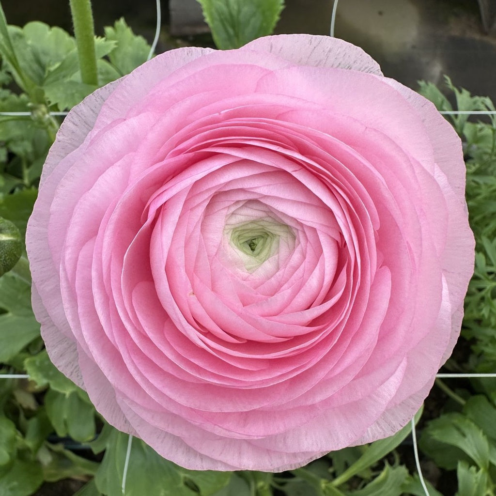 Elegance Rosa Chiaro®