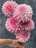 KA’s ® Rose Quartz