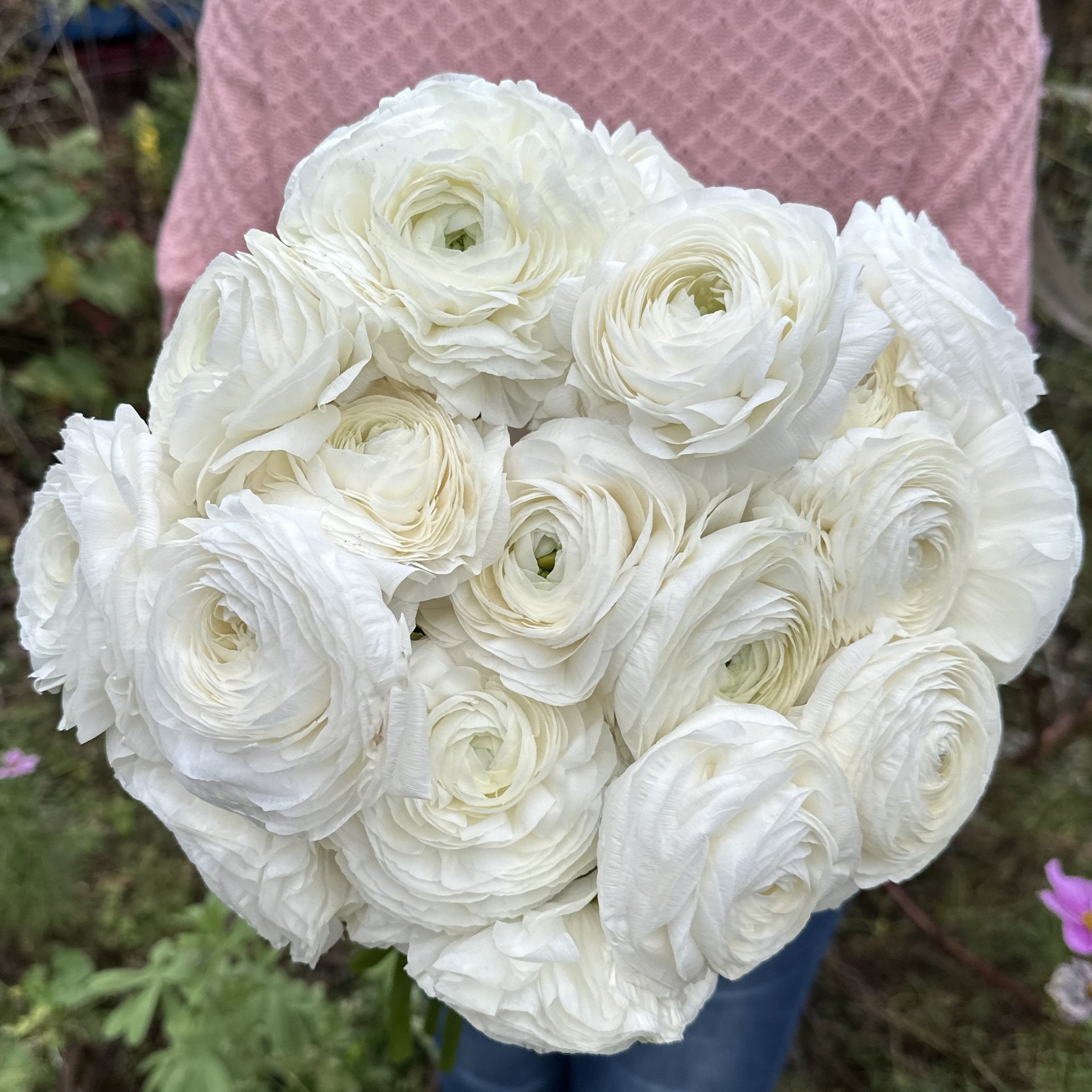 Ranunkler Elegance Bianco ®