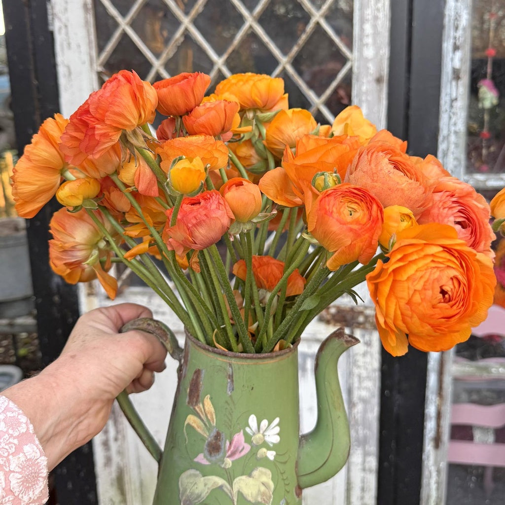 Ranunkler Elegance Clementine ®