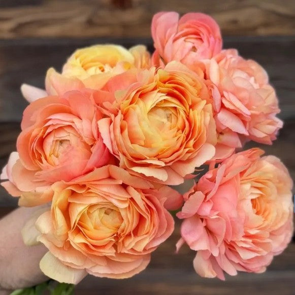 Ranunkel Cloni Succes Grand Pastel ®