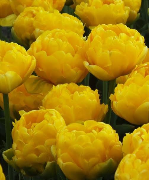 Yellow Pompenette