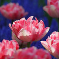 Peach Blossom