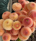 KA’s ® Honeycomb