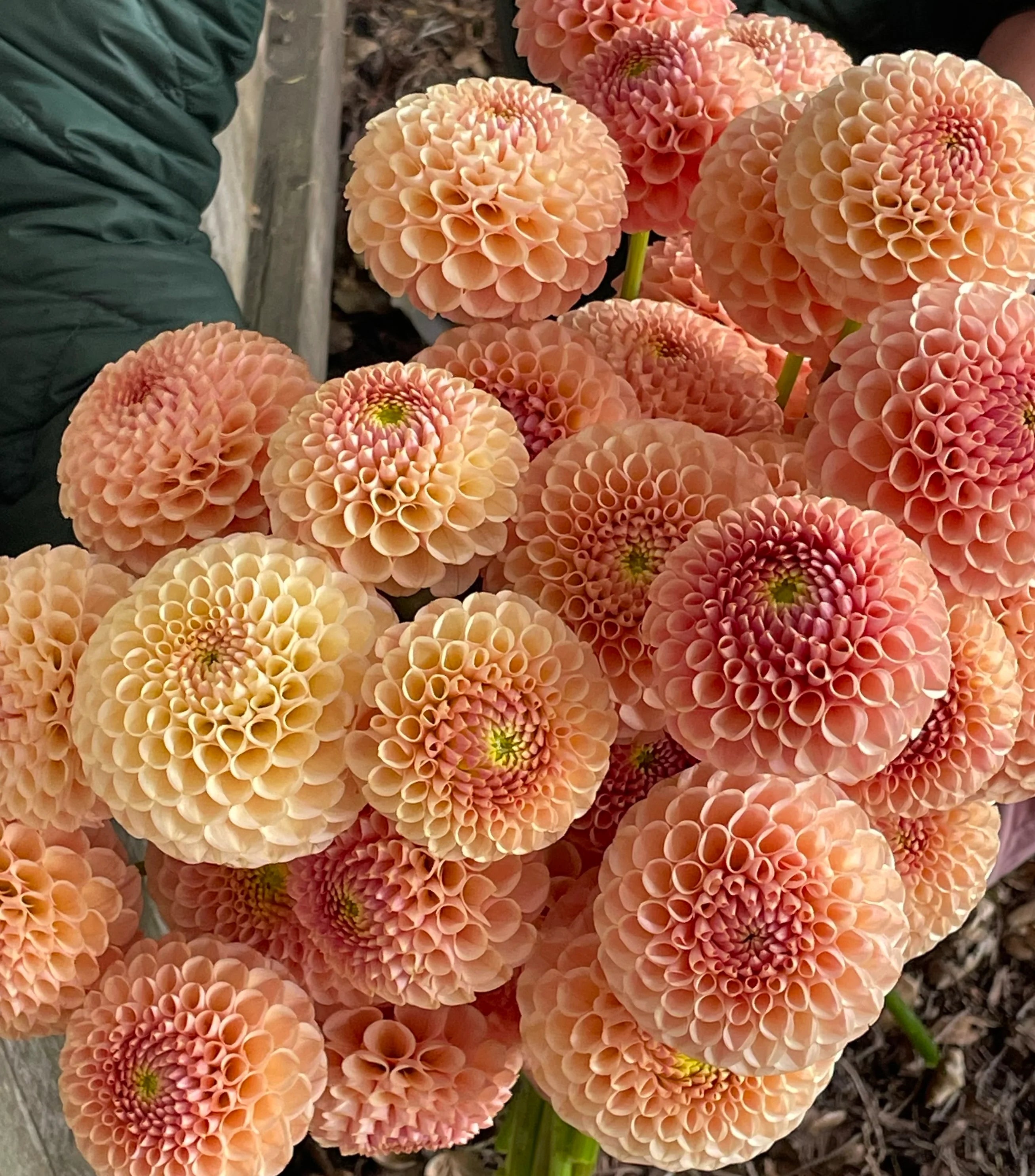 KA’s ® Honeycomb