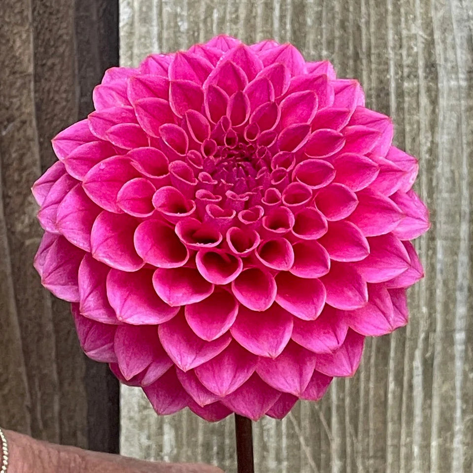 KA’s ® Poppin Pink