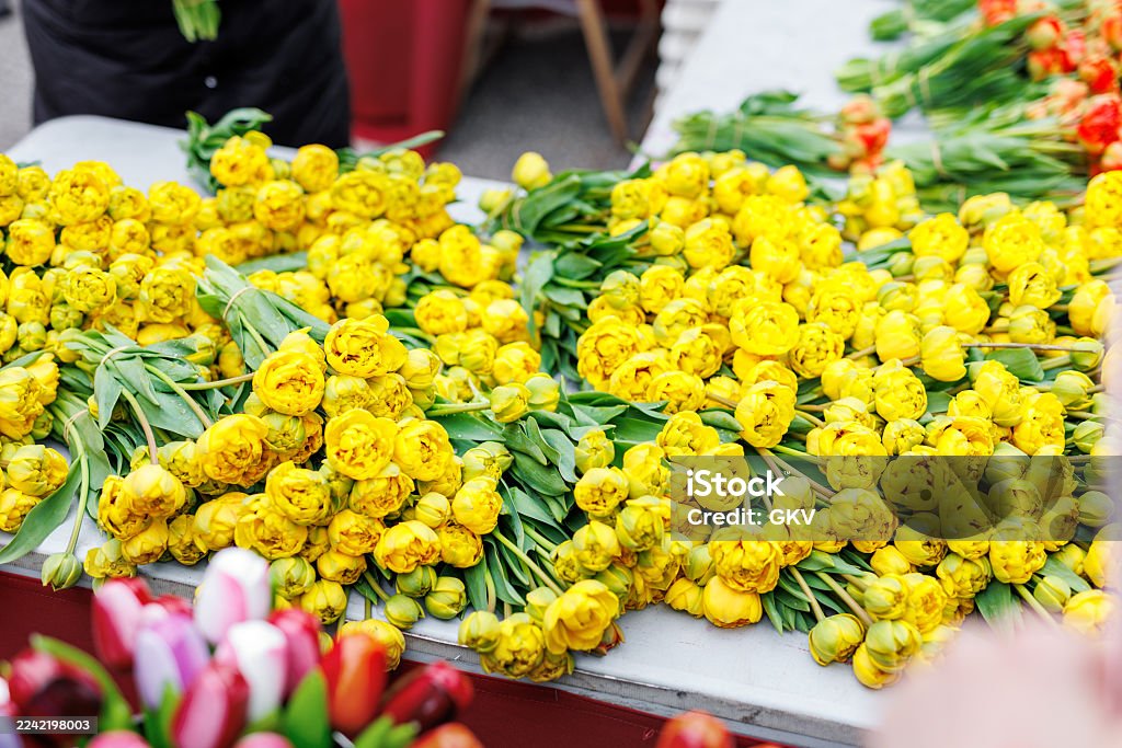 Yellow Pompenette
