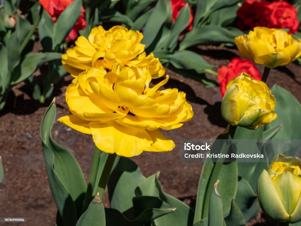Yellow Pompenette