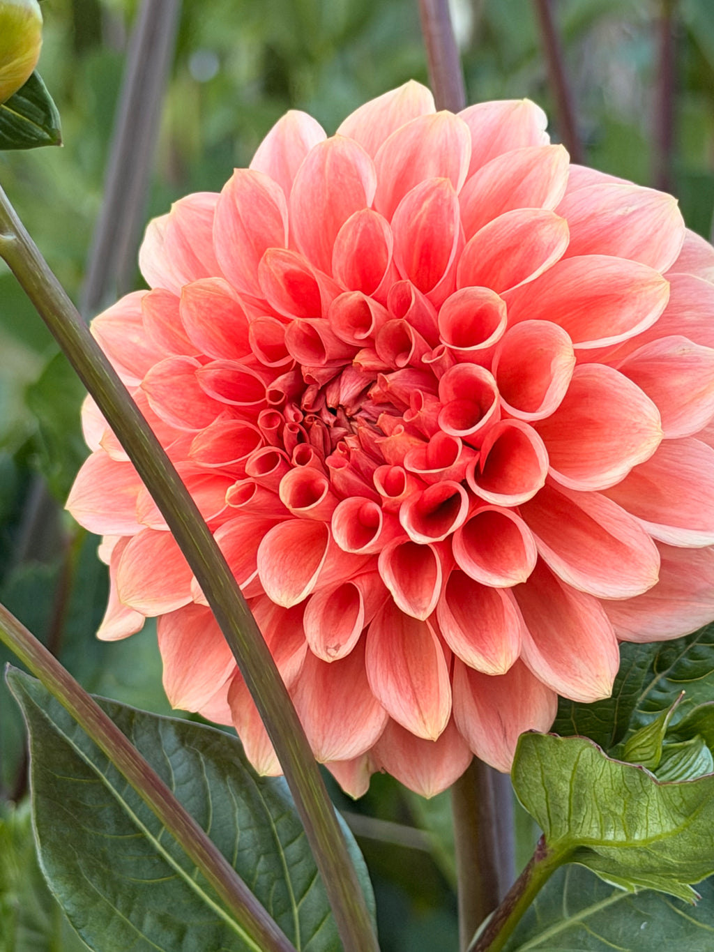 She’s A Peach Blomstrar