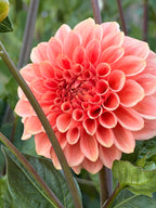She’s A Peach Blomstrar