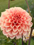 She’s A Peach Blomstrar