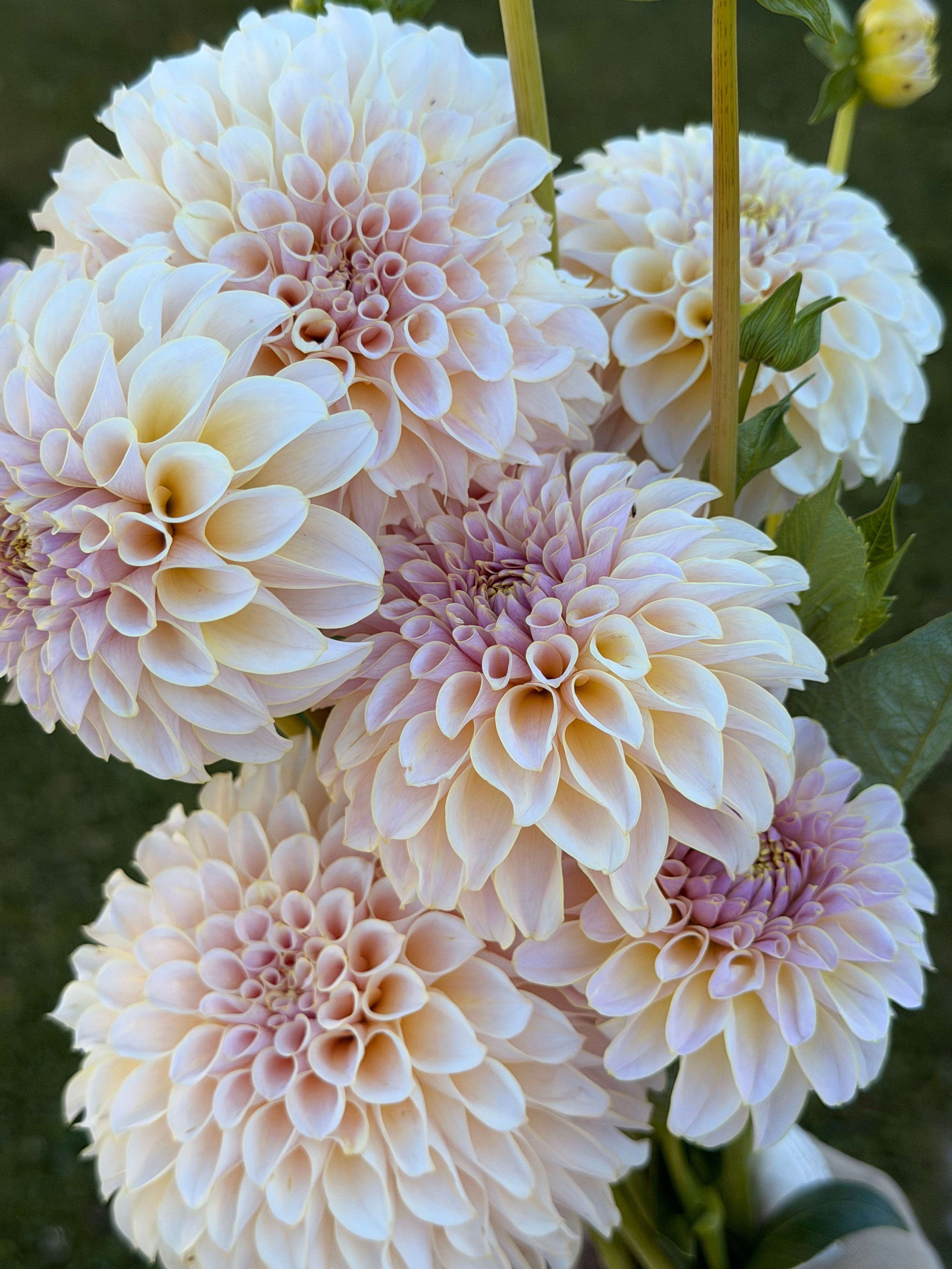 KA’s ® Cinder Rose