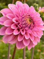 Florelie Oracle