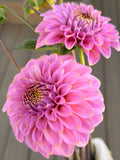 Florelie Oracle