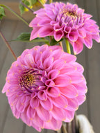 Florelie Oracle