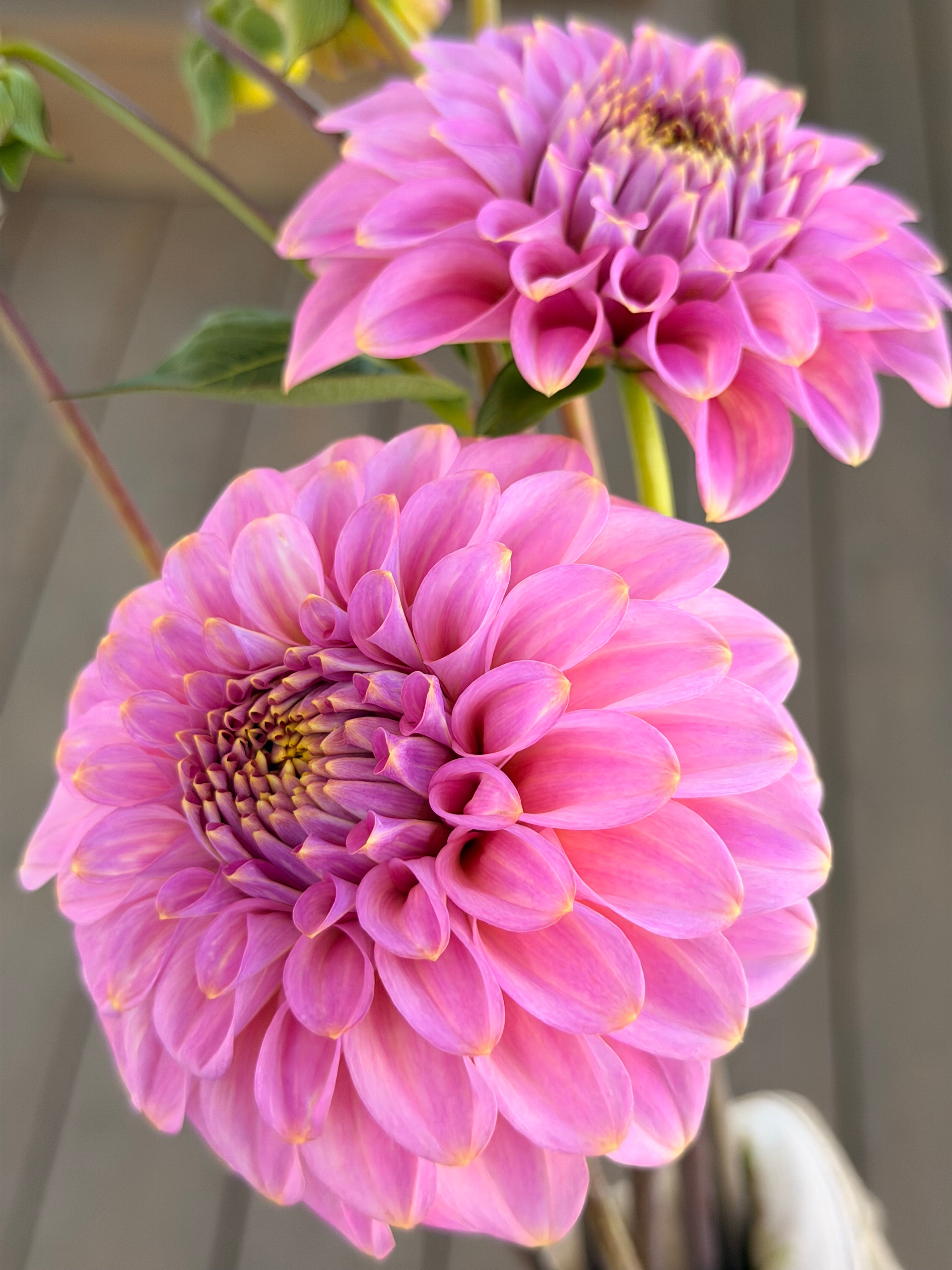 Florelie Oracle
