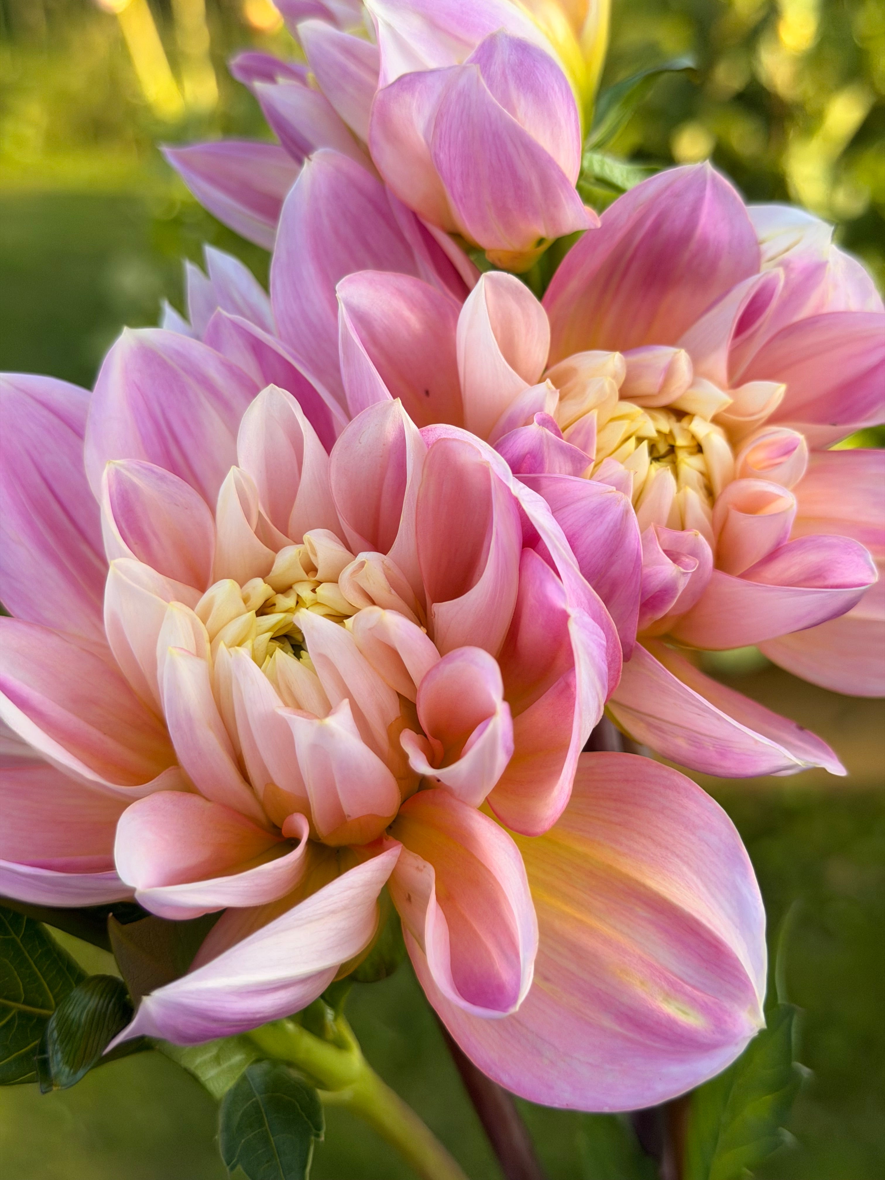 Swemany Waterrose