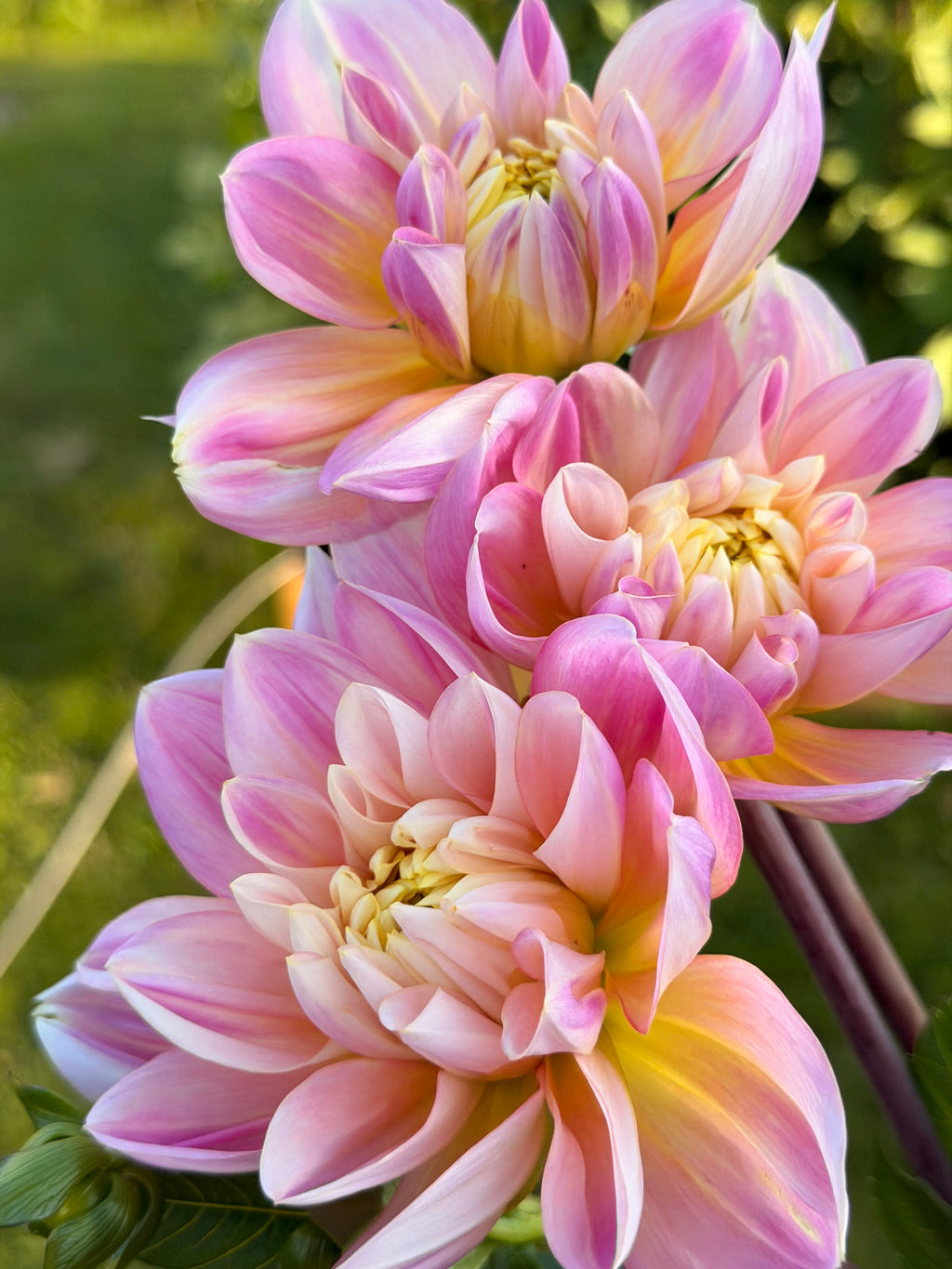 Swemany Waterrose