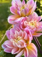 Swemany Waterrose
