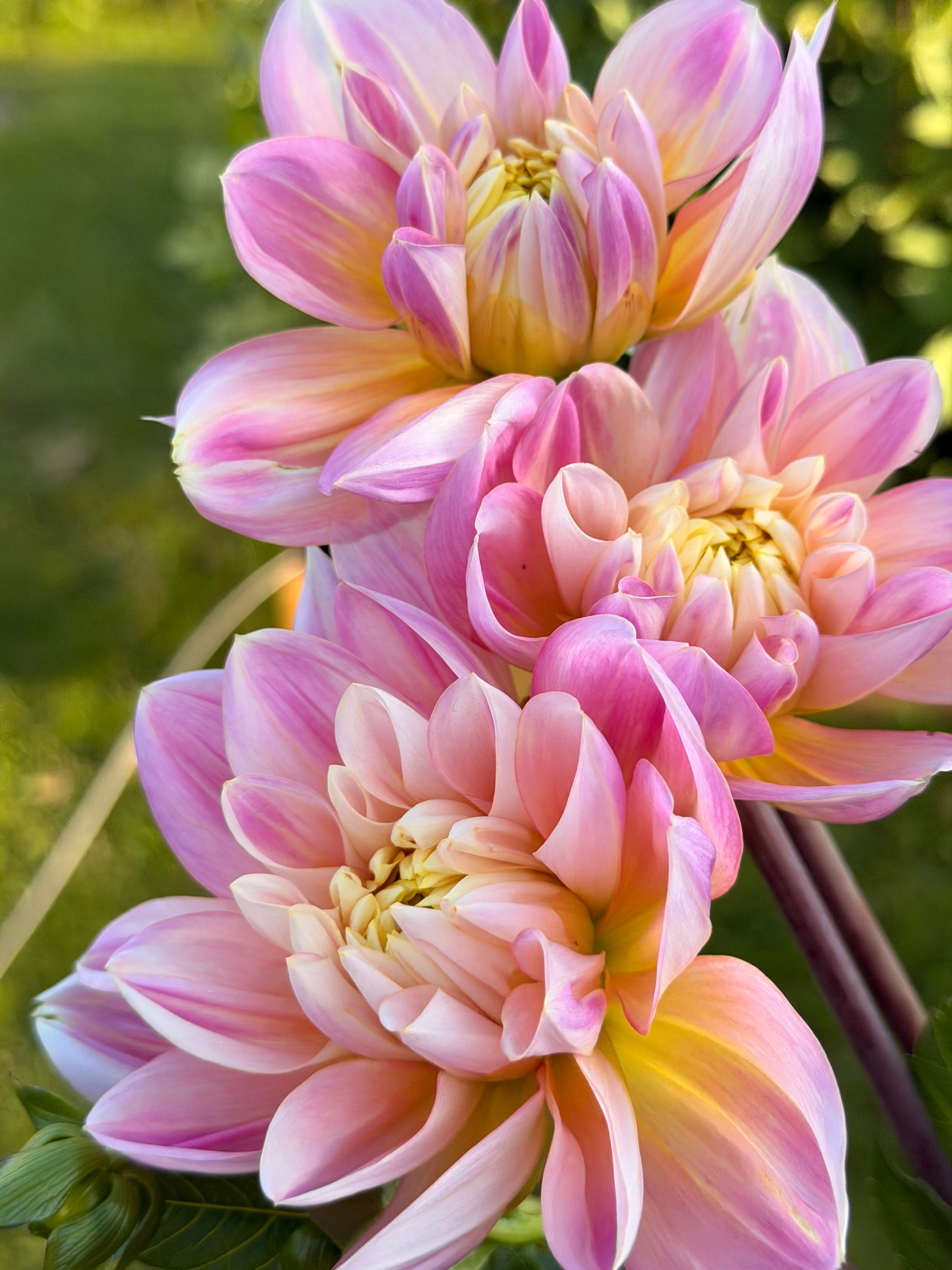Swemany Waterrose