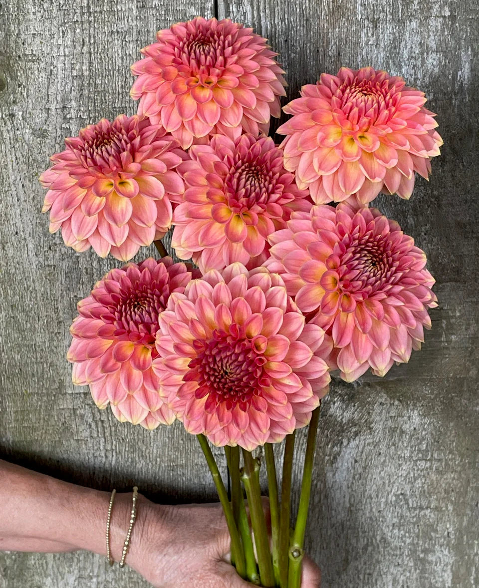 KA’s® Morning Dew