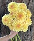 KA’s® Apricot Kiss