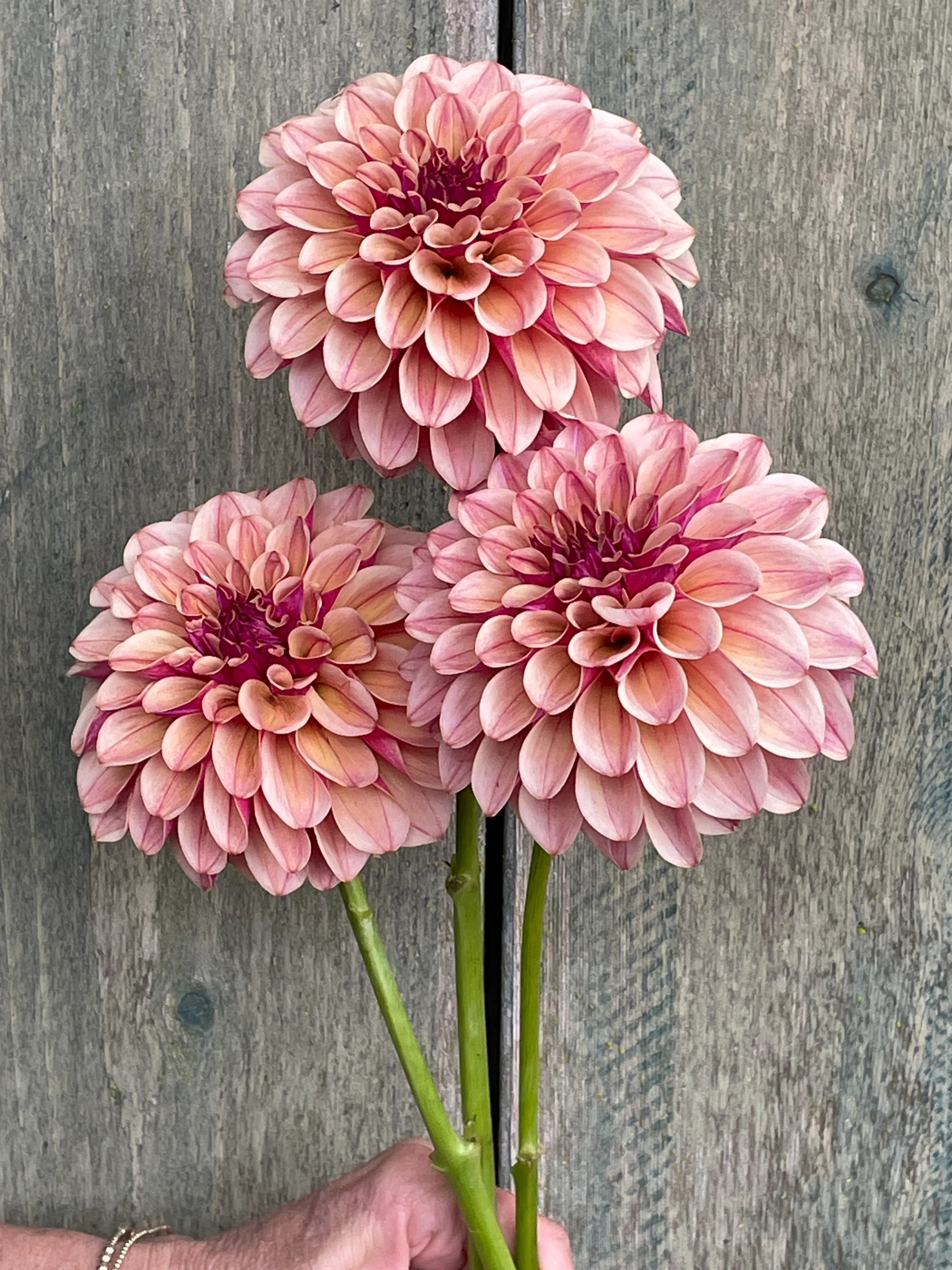 KA’s® Rhubarb