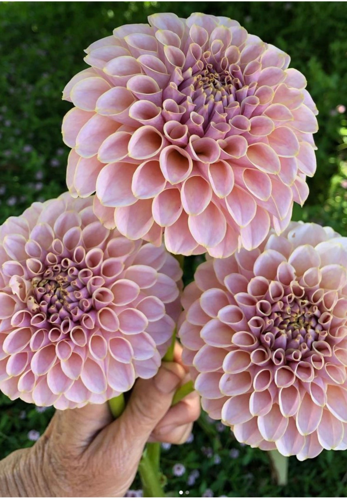 KA’s ® Cinder Rose