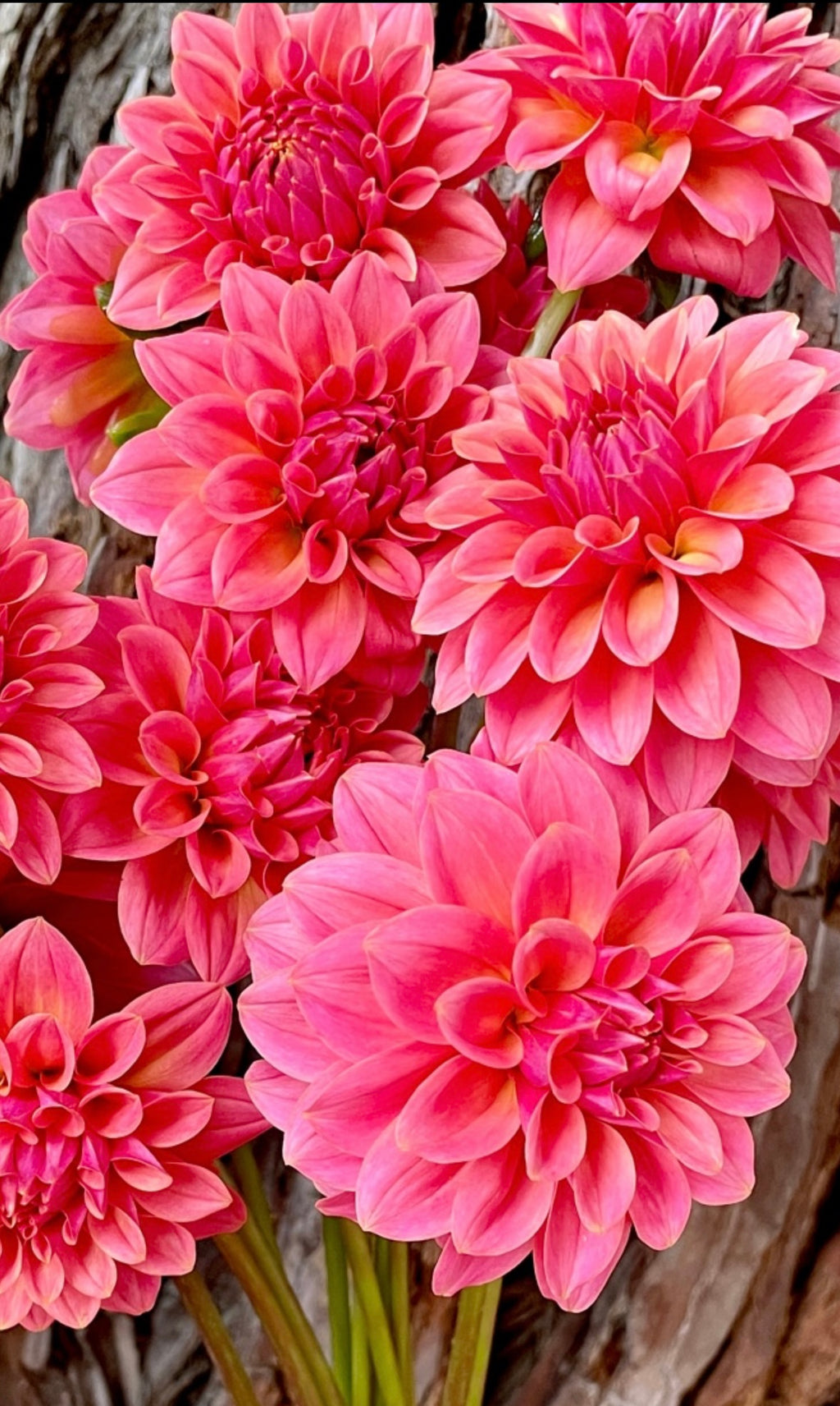 KA’s ® Boho Peach