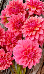 KA’s ® Boho Peach