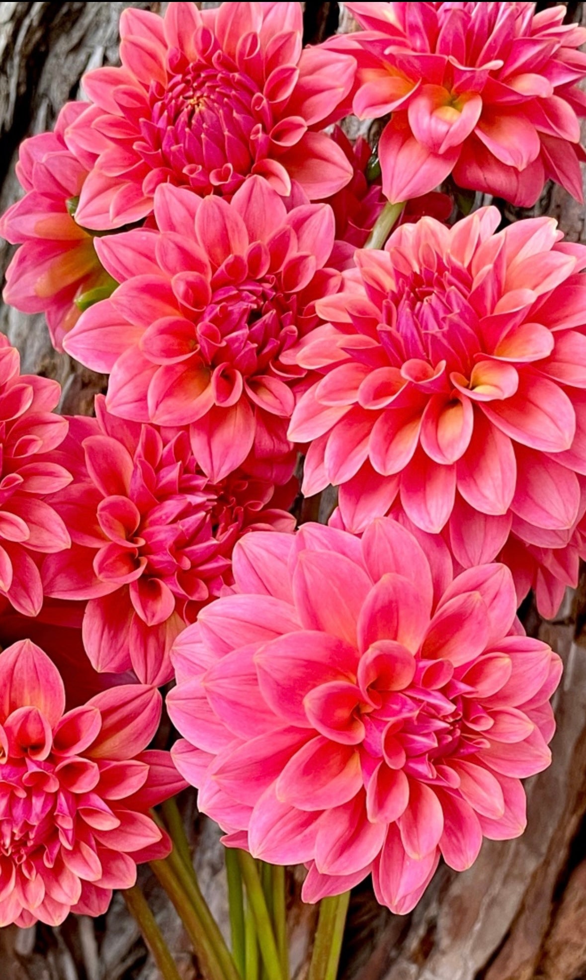 KA’s ® Boho Peach